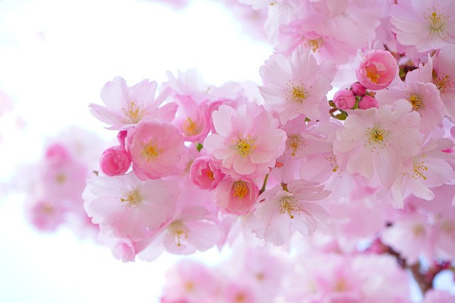 Gør din buket tidløs: De bedste blomstersorter til langvarig skønhed